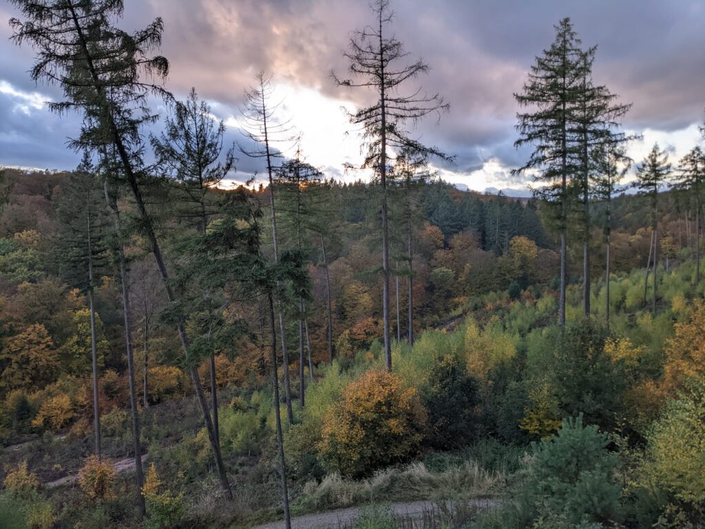 Ein Waldstück mit vom Klimawandel angegriffenen Kiefern in Südniedersachsen